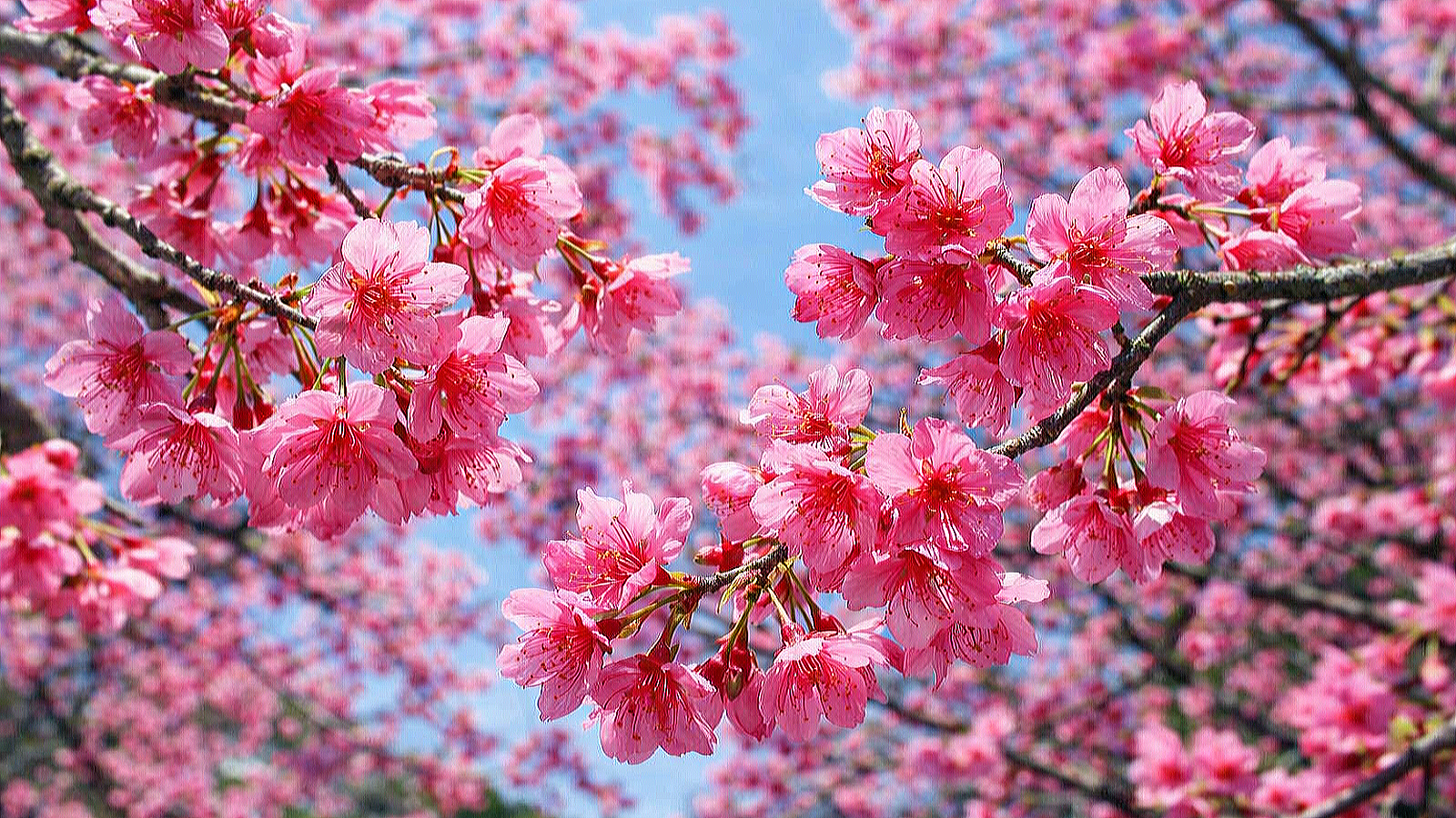 沖縄県の寒緋桜の花が咲く春の風景